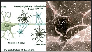 NASA Apollo 16 Mission brings back Titanium Rocks w: Fossilized Neurons