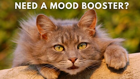 Need A Mood Booster? Happy Cats Will Do It!