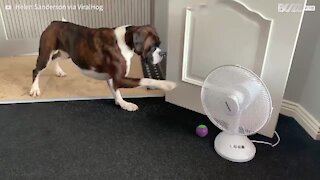Dog is sacred of fan