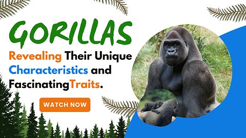 Gorillas, Revealing Their Unique Characteristics and FascinatingTraits.