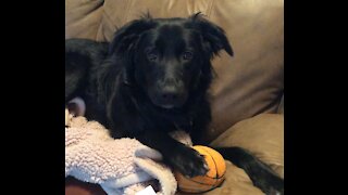 Dog embarrassed being videotaped squeaking his new toy