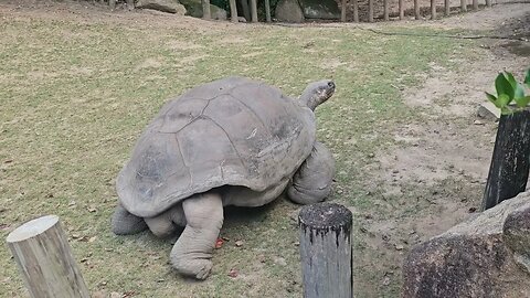 Galápagos tortoise @ Riverbanks Zoo