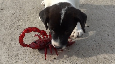 Fearless puppies take on scary robot scorpion