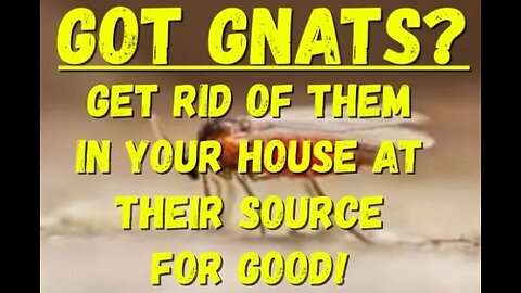 How to Get Rid of Gnats Nats & Mosquito in Your House | #gnats #diy #home #howto #bug #bugs