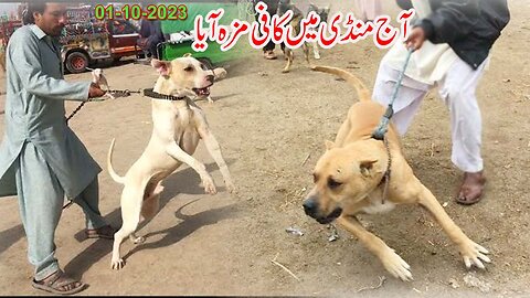 Pakistan Famous Dogs Market 203, Kohat Dogs Baza, Kohat dog mandi,