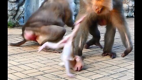 Baby Monkey Got Slapped So Hard by an Elder Monkey