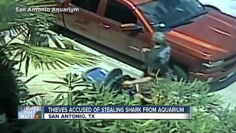 Shark stolen from San Antonio aquarium