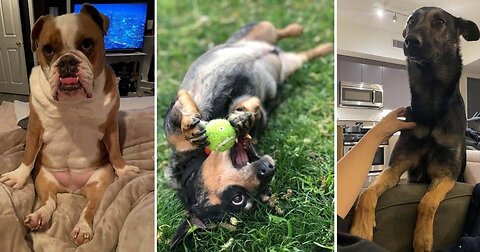 Pawsitively Hilarious: Dogs Doing the Funniest Things!