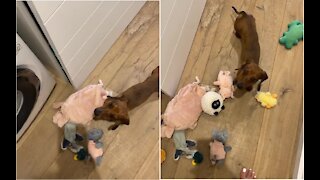 Dog Furious That Owner Washed All Her Stuffed Animals