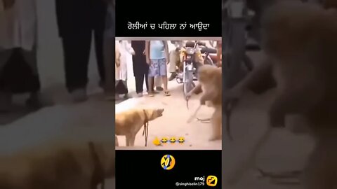 funny video of monkey and dog