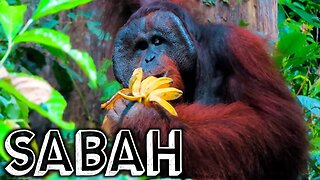 SABAH'S INCREDIBLE WILDLIFE: ORANGUTANS AND SUNBEARS IN SEPILOK, BORNEO || TRAVEL MALAYSIA