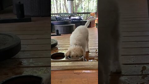 This Puppy Needs A Pool Instead Of His Water Bowl! 😂