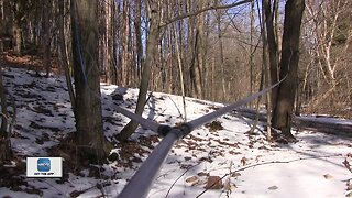 Wet summer could equate to big yields for maple syrup making