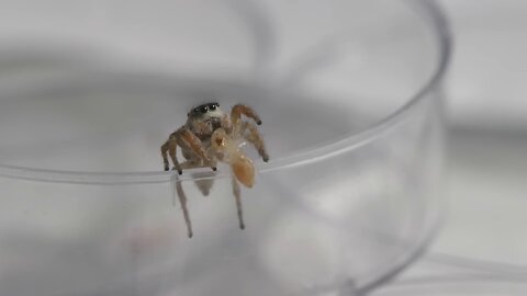 What Jumping Spiders Teach Us About Color_1080p