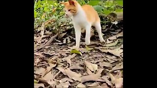 Cat slaps a snake