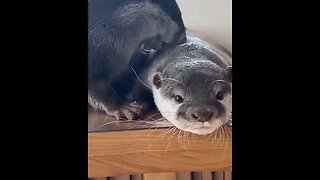 Cute Funny Sea Otter-73