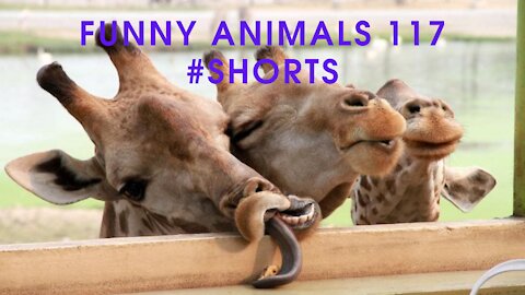 Funny Animals 117 #shorts