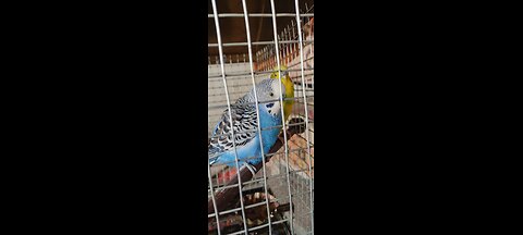 budgie birds, Australian birds