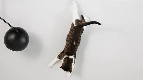 Try NOT to GASP! 🙀 This Cat Is Having An Unwinnable Battle With Gravity (#186) #Clips