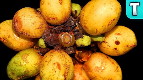 Akar Dama-Dama | Fruits You've Never Heard Of