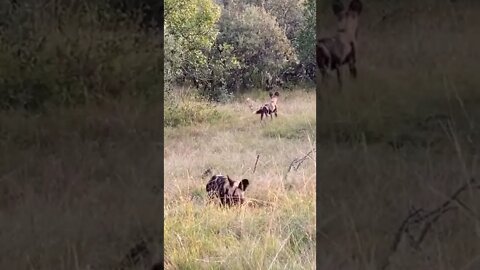 Our Close Encounter With the African Wild Dog!🤔#shorts #safari #travel #travelling