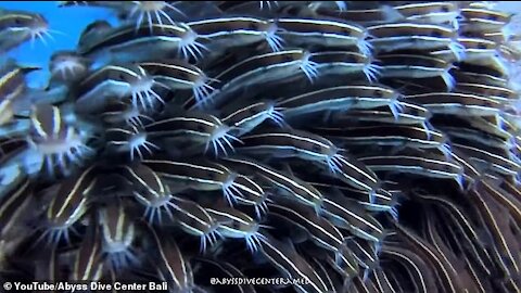 Amazing Underwater Life Sea Animals Swimming