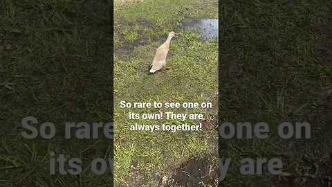 Listen to ONE runner duck quack like crazy! What do YOU think he is saying?
