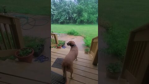 doggo scared and interested in storm.