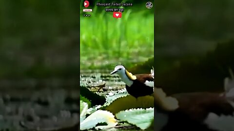 বাংলার জল ময়ূর / Pheasant Tailed Jacana #স্পন্দন #sciencefacts #বাংলার_পাখি #nature #shortsvideo