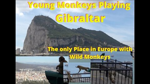Gibraltar Monkeys, Juveniles Playing Tag and Wrestling, so CUTE!