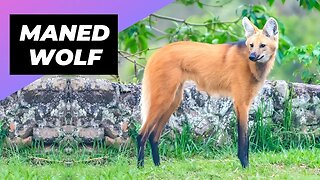 Maned Wolf 🦊 One Of The Rarest Animals In The Wild #shorts