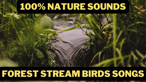 Relaxing 100% Nature Sounds - Forest Stream And Birds Singing Calming Nature Sounds Heal Your Mind