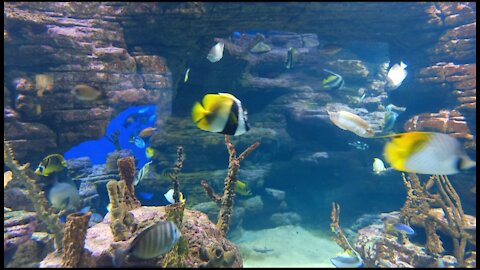 Beautifly Coral Reef Fish