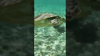 Sea turtle swimming #shorts