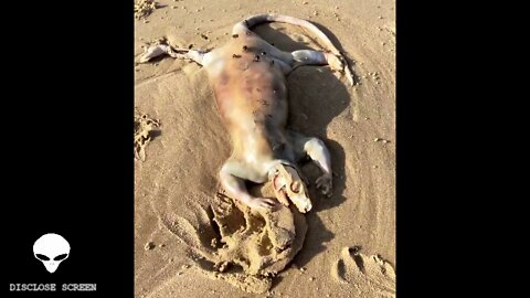 Strange creature washed ashore Australian beach, Eye witness calls it 'Alien'