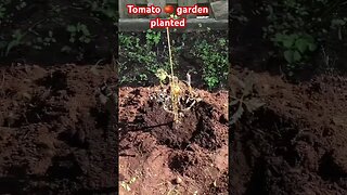 Tomato garden planted 🍅 Montreal #shorts