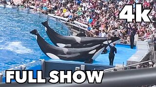 Full Orca Encounter Show at SeaWorld Orlando