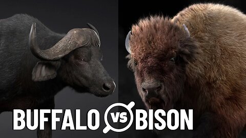 Bison vs Buffalo: What's the Difference?