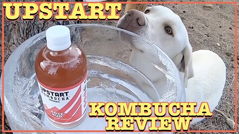 Upstart Kombucha Review