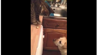 Generous cat feeds popcorn to the dog