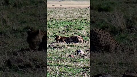 Cheetah Eats A Gazelle #shorts | #ShortsAfrica