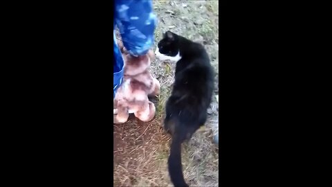 Cat Harassed by a TOY CUB