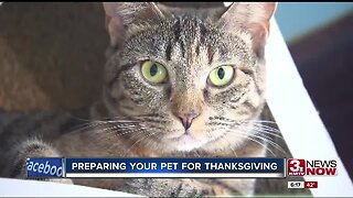 Preparing your pet for Thanksgiving
