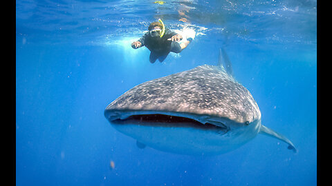 Whale Shark 2