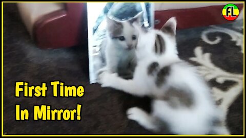 Cat Sees Itself in a mirror first time. Funny reaction.