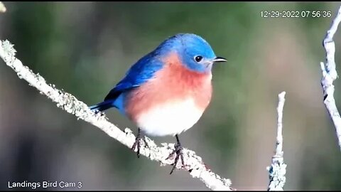 Male Eastern Bluebird Close Up 🌳 12/29/22 07:55