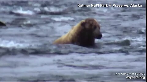 Bears fishing at Katmai National Park in Alaska