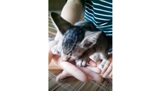 Kitten confuses human hand for mother's milk
