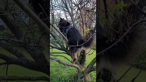 Acreanch Living | Turkey-Bear-Dog Climbs Tree!