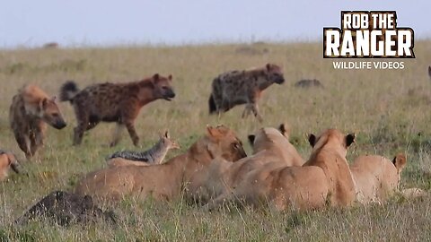 Feeding Lion Pride Harassed By Hyena Clan | Maasai Mara Safari | Zebra Plains